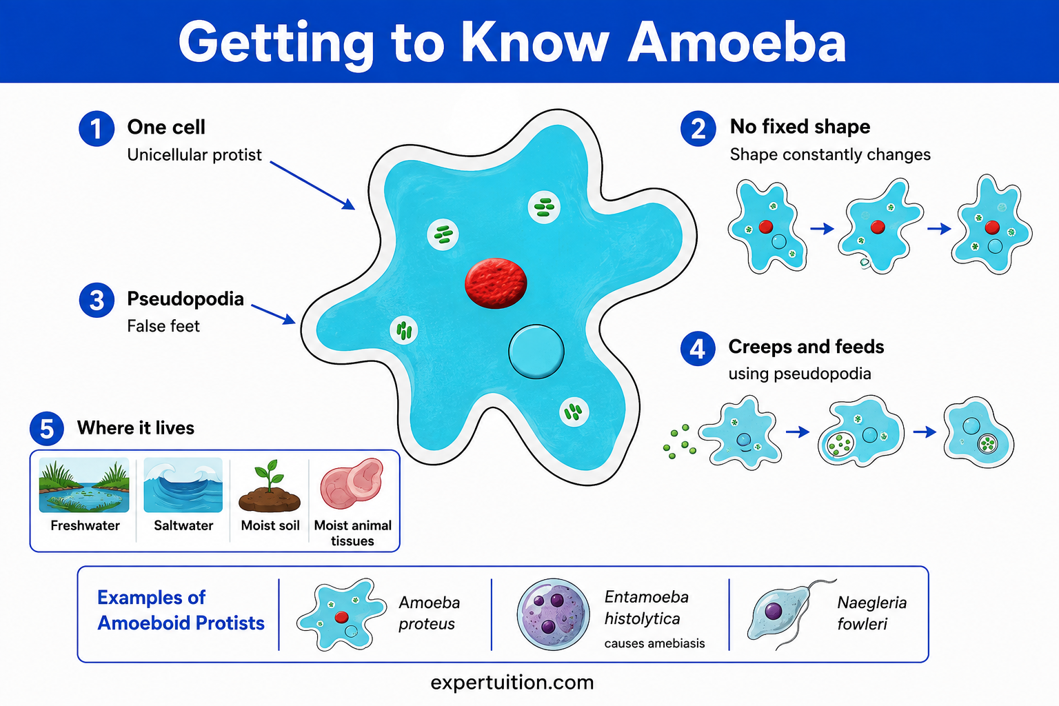 Amoeba - Habitat, Structure, Reproduction, and Other Life Processes