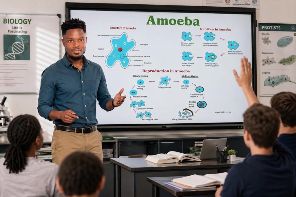 Amoeba - Structure, Reproduction, and Other Life Processes