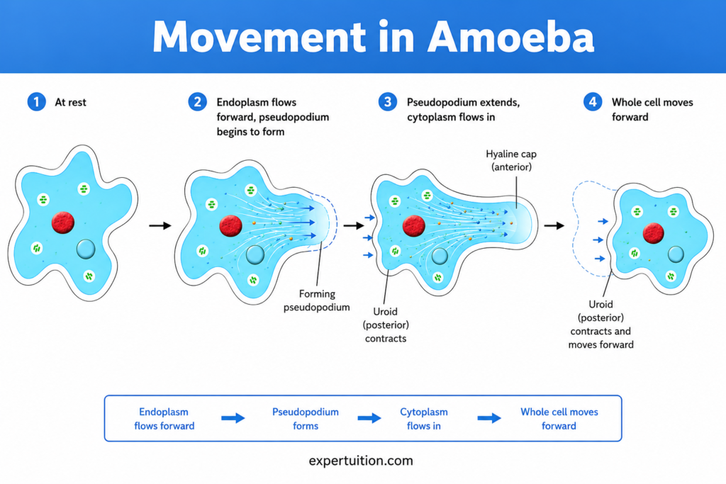 Amoeboid movement in Amoeba