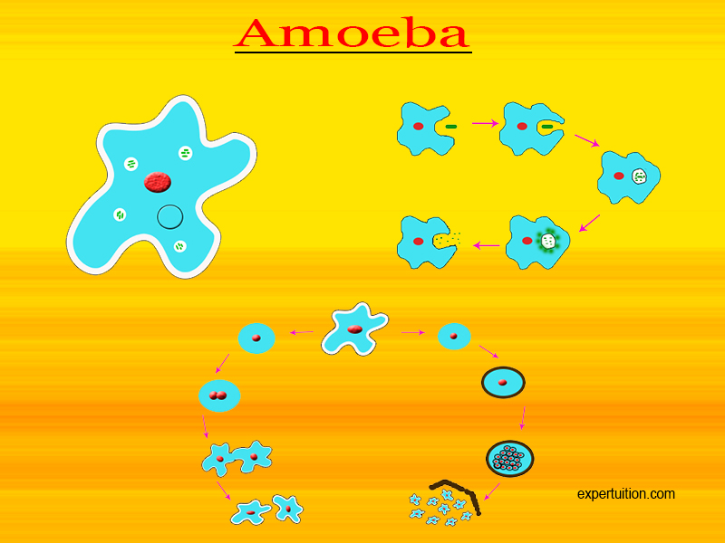 Structure of Amoeba, Nutrition in Amoeba, Reproduction in Amoeba