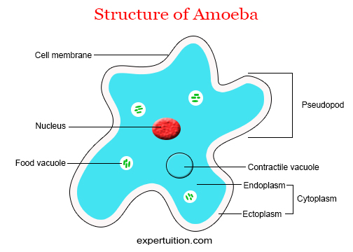 Amoeba, Structure of Amoeba
