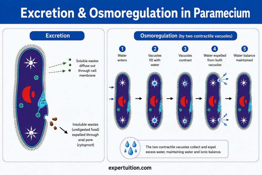 Excretion and osmoregulation in Paramecium