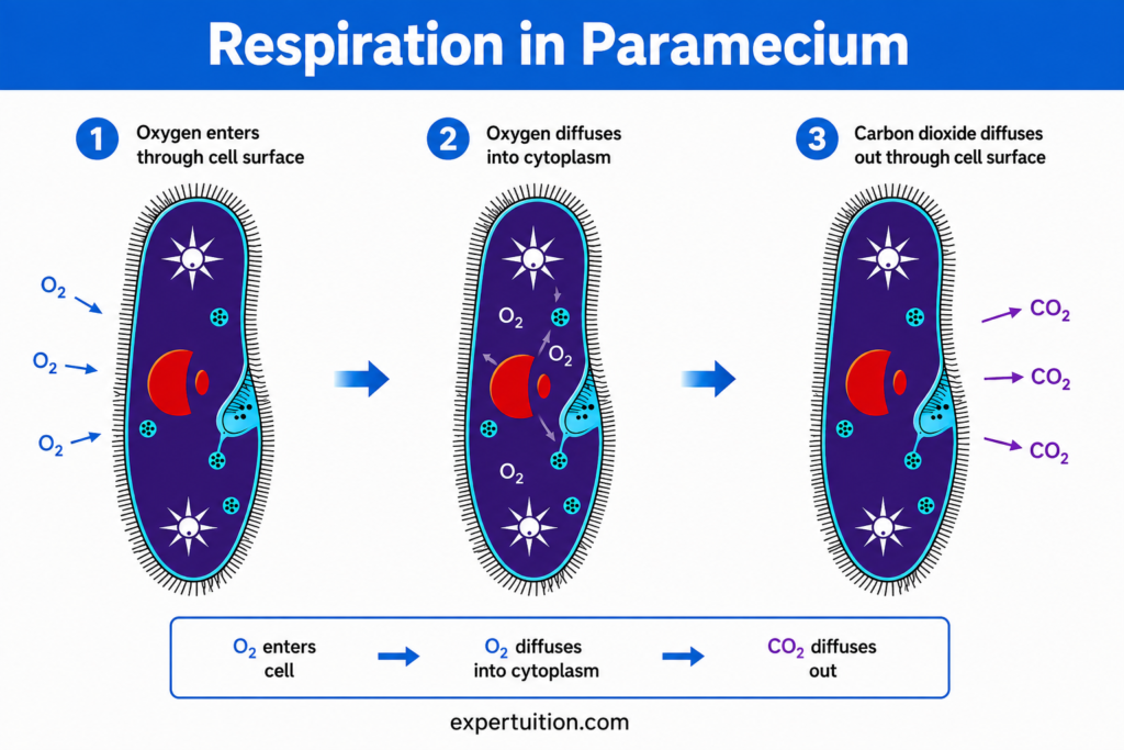 Respiration, gas exchange in Paramecium