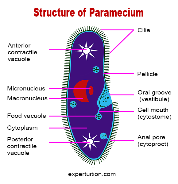 Paramecium Cell Structure