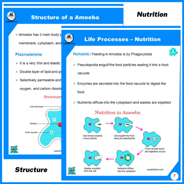 Amoeba structure, asexual reproduction, mode of nutrition, life processes