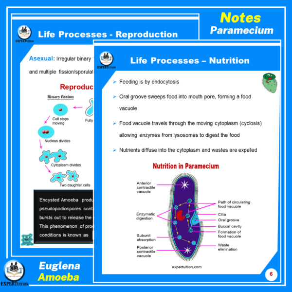 amoeba, euglena, paramecium ppt