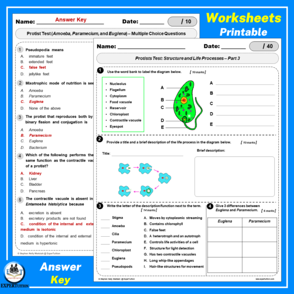 amoeba, paramecium, euglena, protists