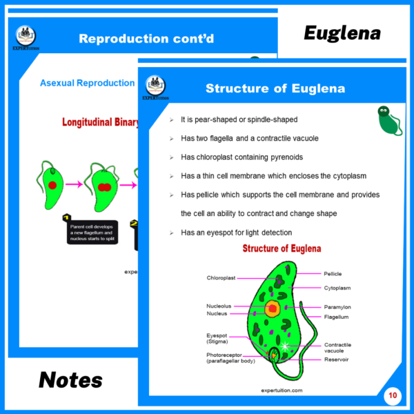 euglena structure, reproduction and other life processes