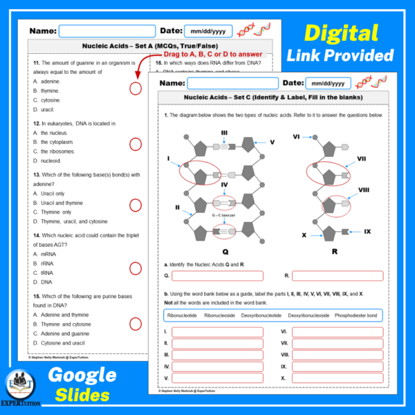 nucleic acids, dna and rna study guide, review, test, quizzes, digital dna and rna worksheets