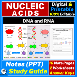 nucleic acids, dna, rna, dna structure, types of rna, differences between dna and rna, dna and rna study guide