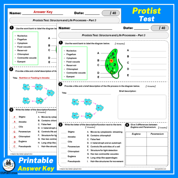 protists worksheets, amoeba, paramecium, euglena
