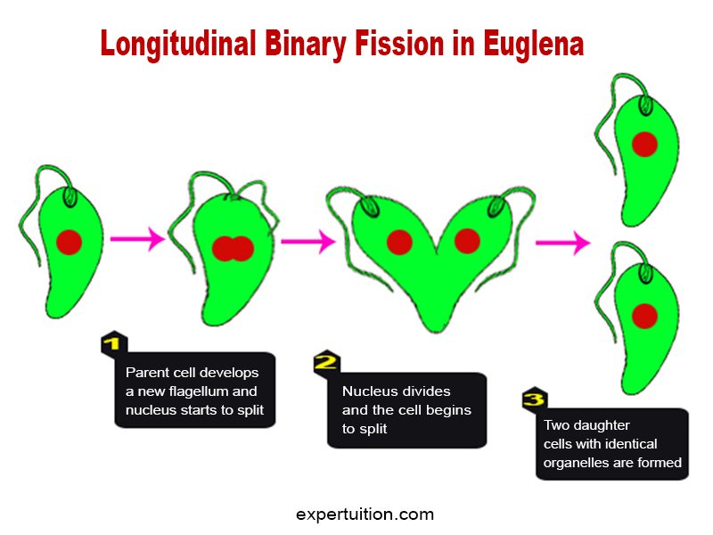 Binary fission in euglena