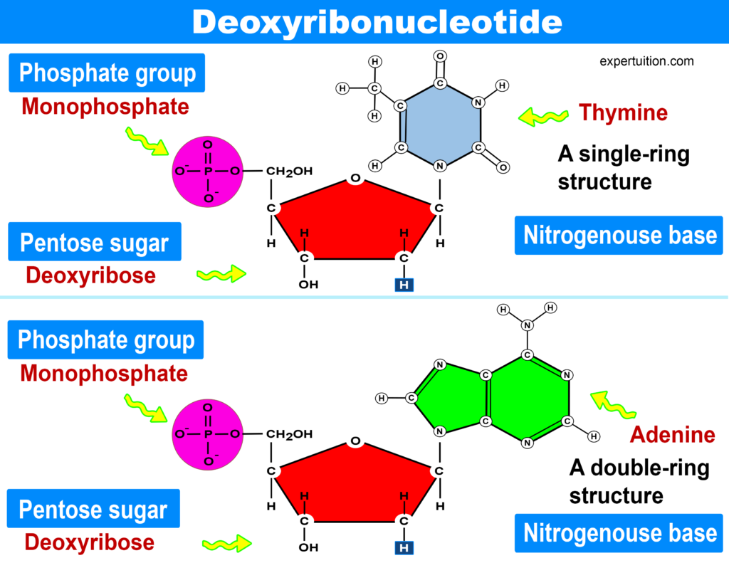 DNA nucleotides-deoxyribonucleotide