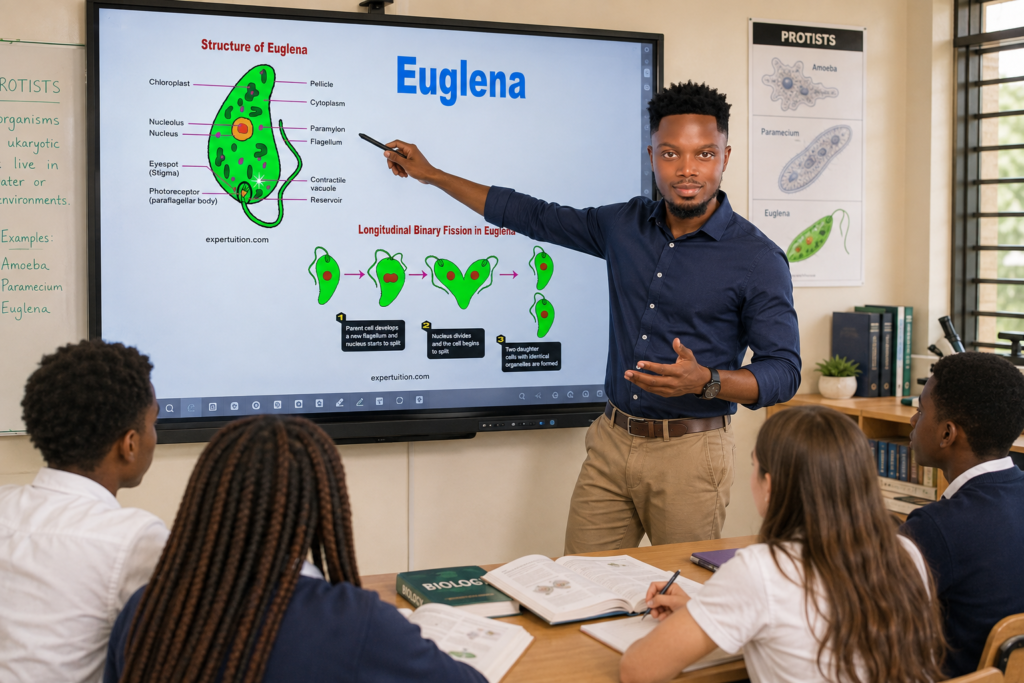 Euglena - Structure, Nutrition, Reproduction, and Other Life Processes