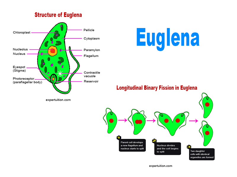 Euglena Structure and Reproduction