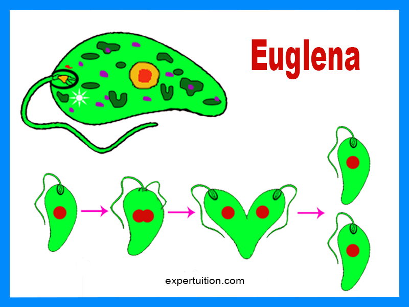 Euglena Structure, and Reproduction