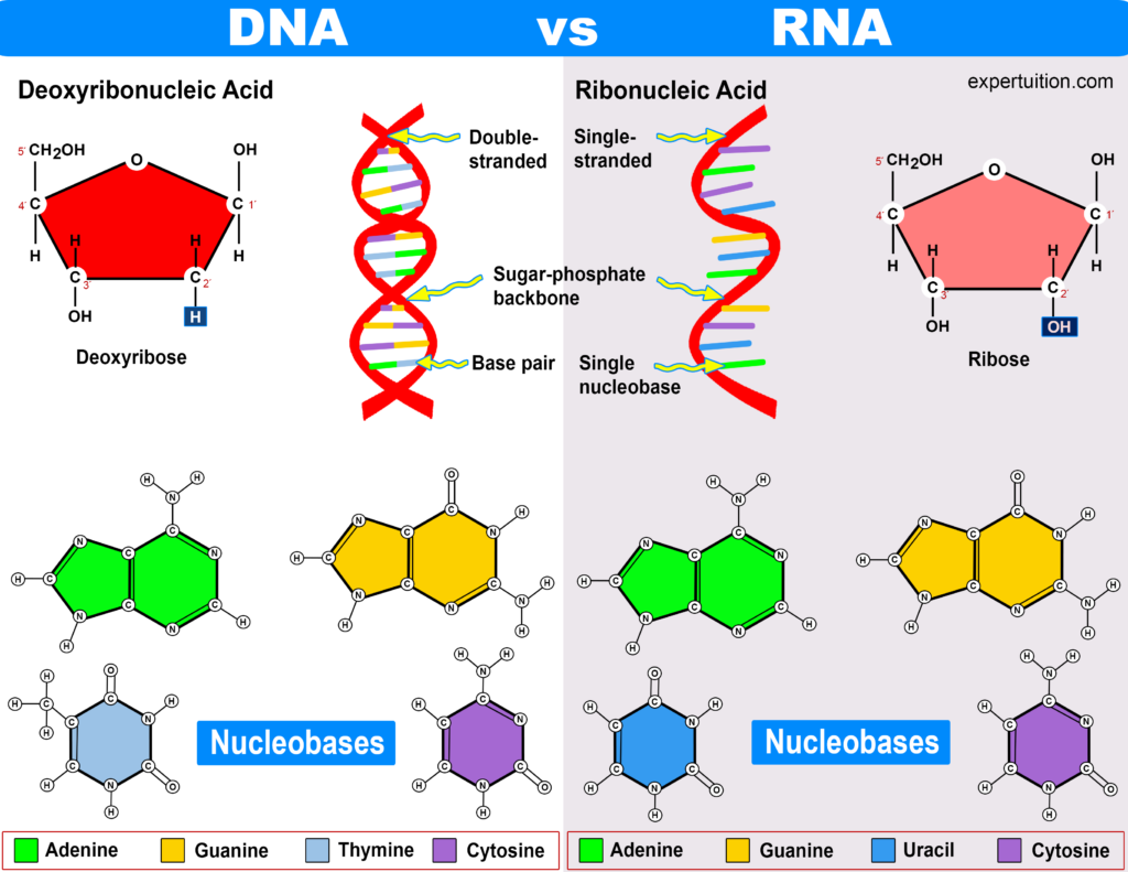 Nucleic Acids - Understanding DNA and RNA