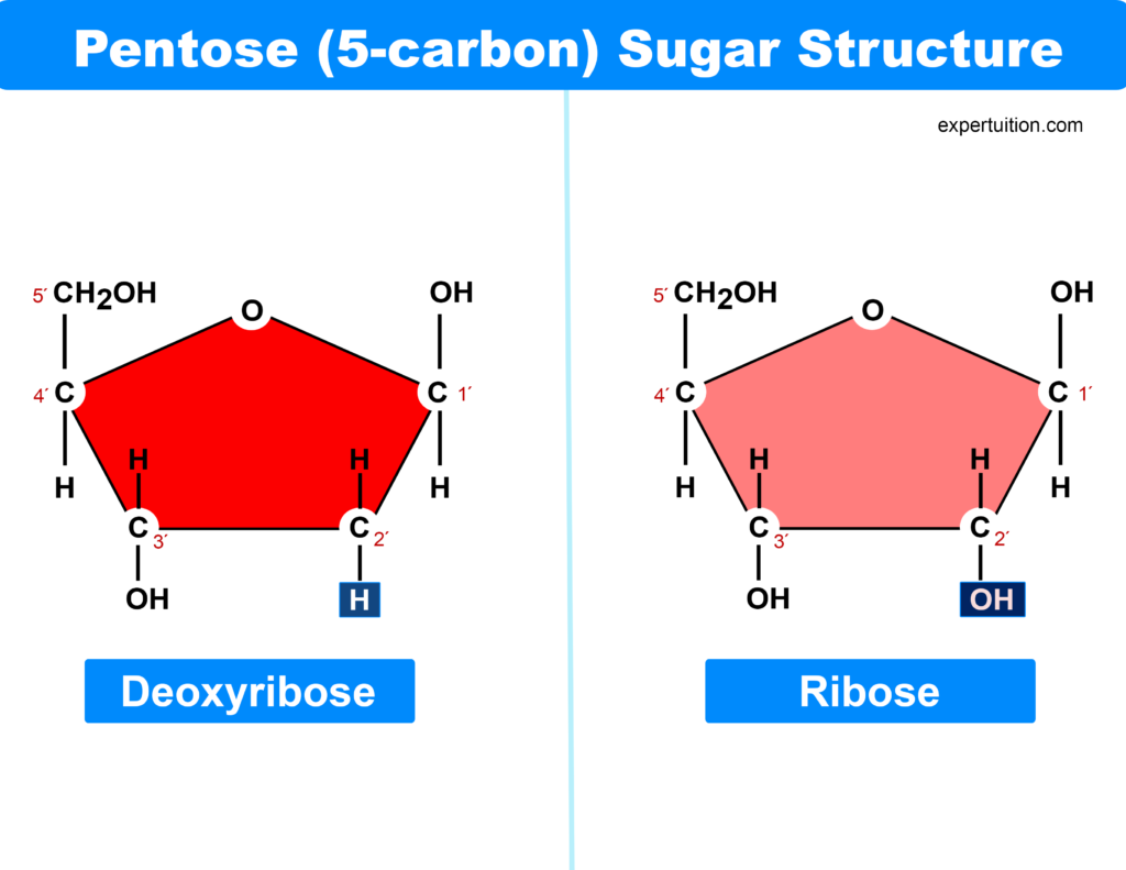 Pentose 5-carbon sugar - deoxyribose and ribose