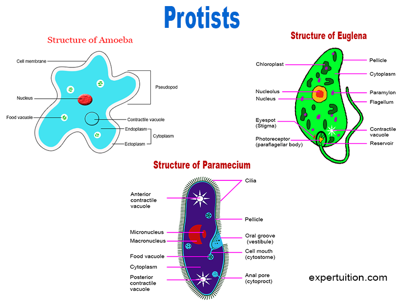 Protists - Amoeba, Paramecium, and Euglena