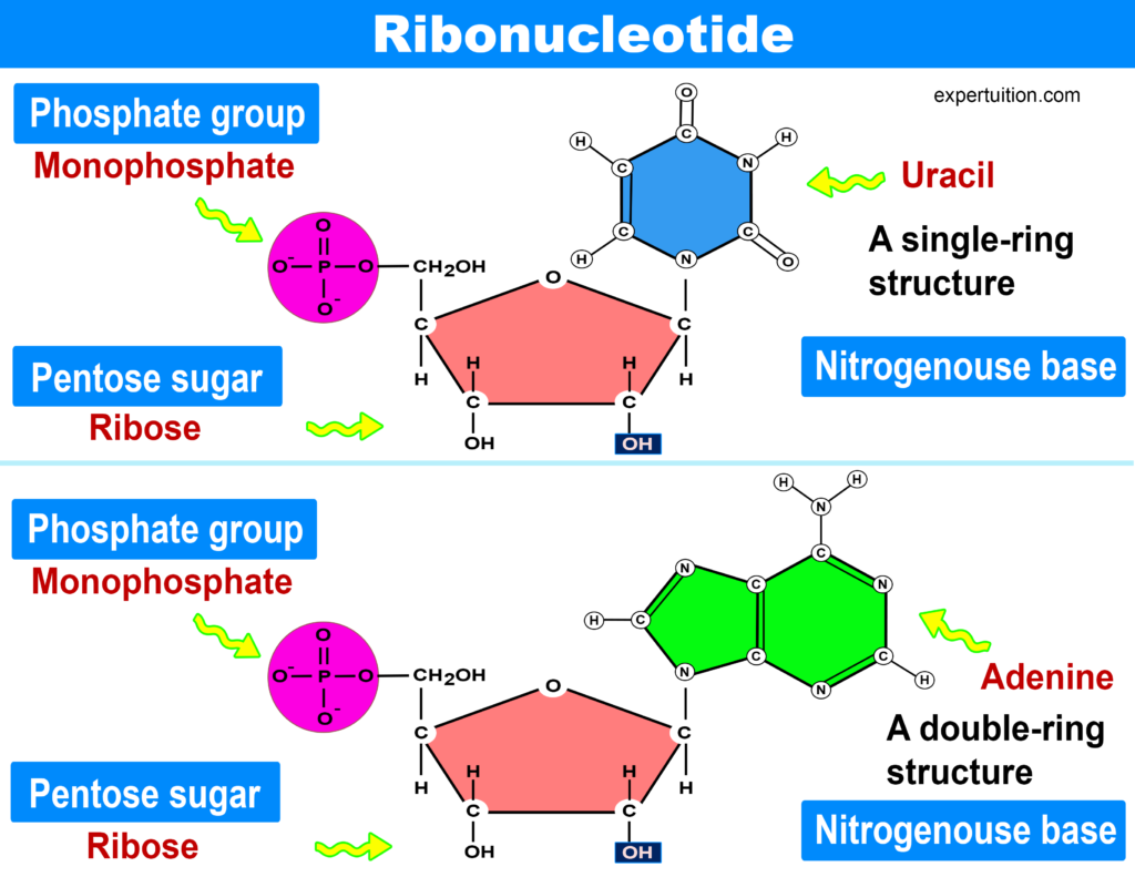 RNA nucleotides-Ribonucleotide
