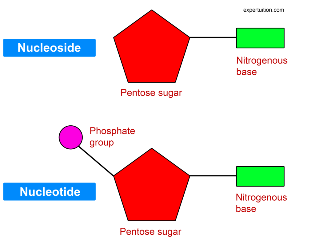The Building Blocks of Nucleic Acids - nucleosides and nucleotides