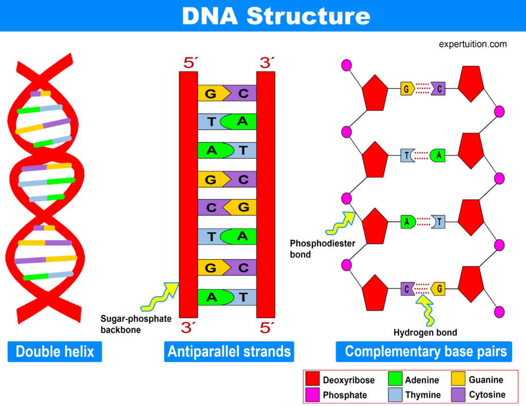 The DNA Double Helix Structure - Watson–Crick Base Pairing Model