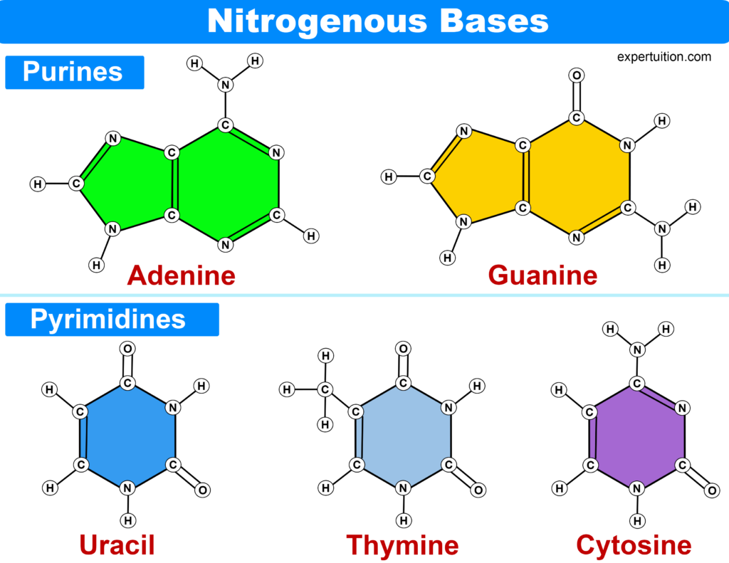 The Nitrogenous Bases in Nucleic Acids