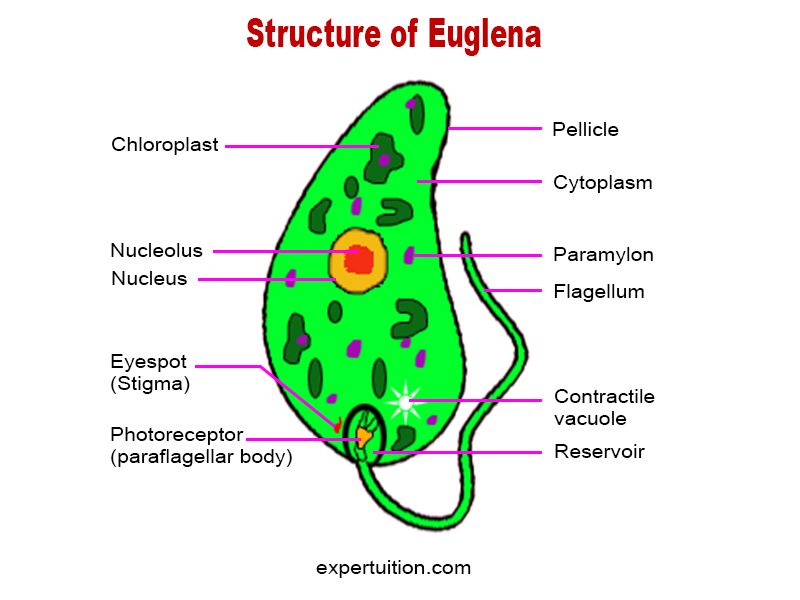 The Structure of Euglena